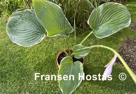 Hosta Handsome Devil